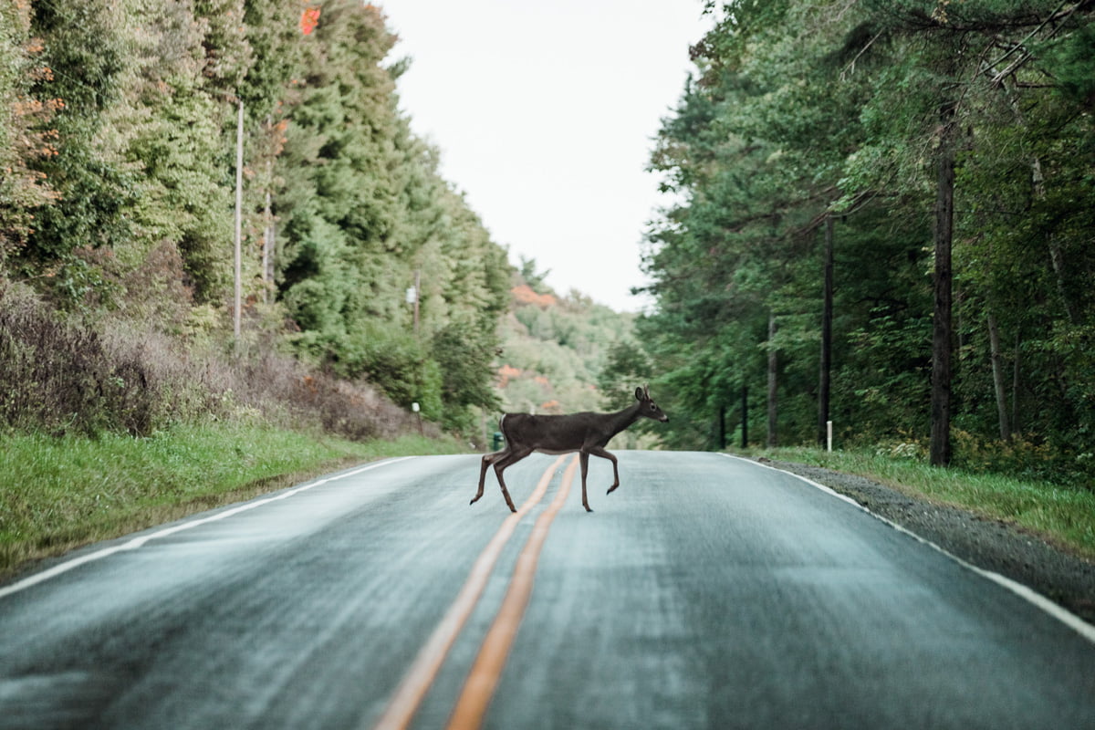 deer crossing road during deer season